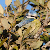 Blue Tit; Herrerillo común