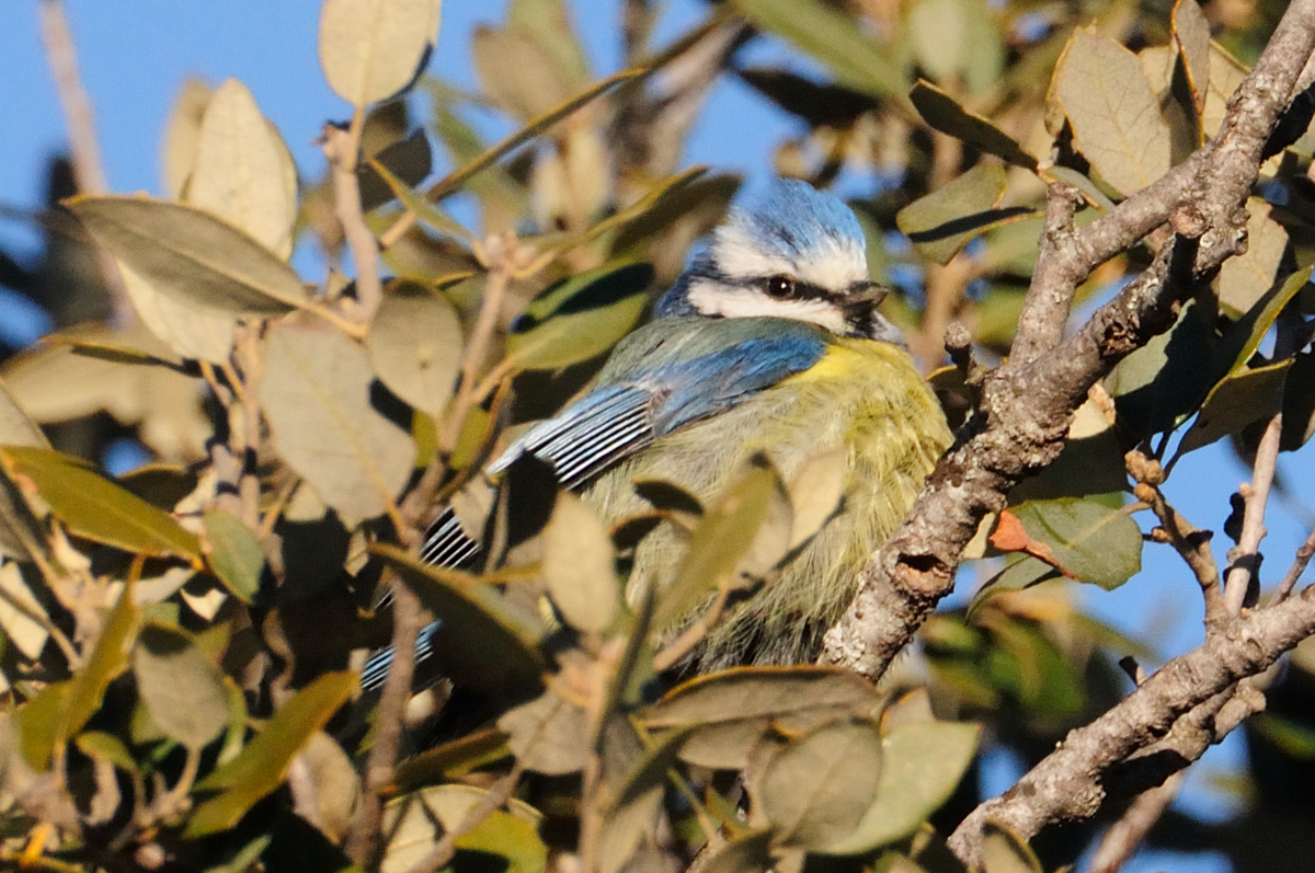 Blue Tit; Herrerillo común