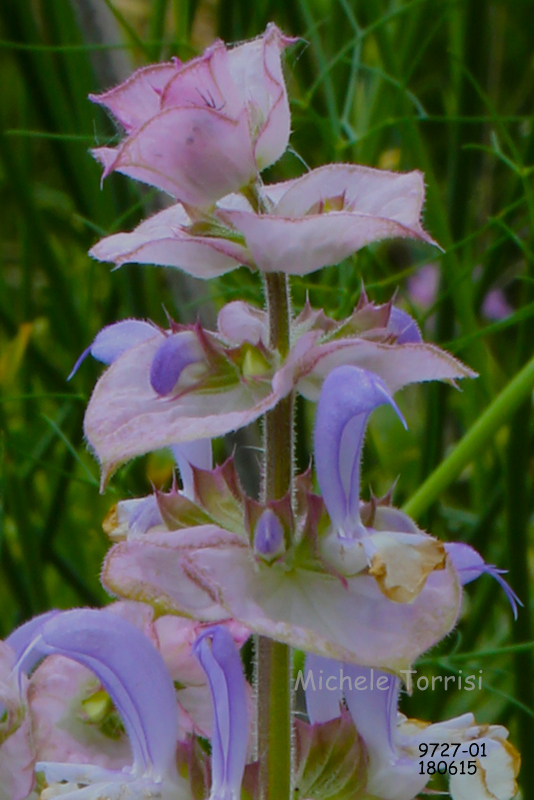 Salvia sclarea