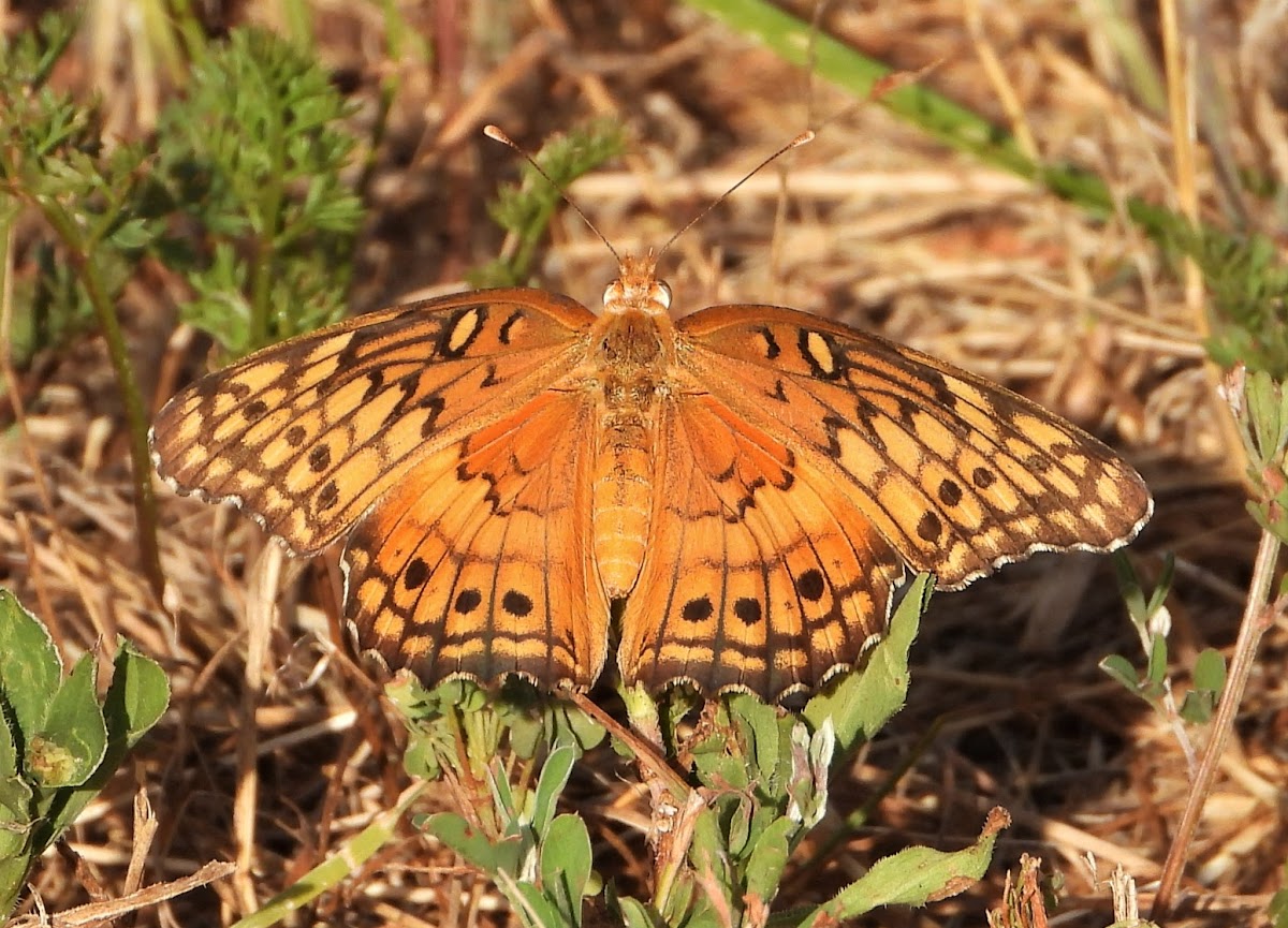 Variegated fritillary