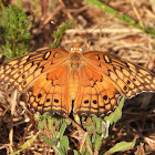 Variegated fritillary