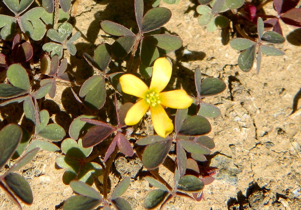 Yellow Wood Sorrel