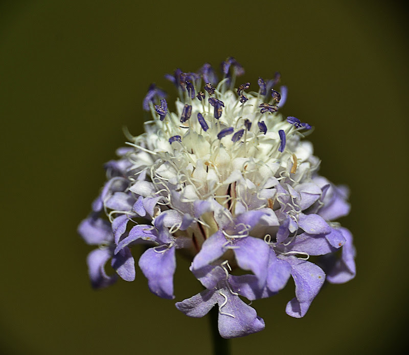 Fiore viola di Pablophoto