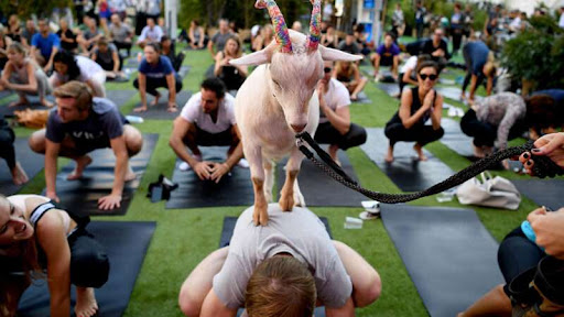 Leave Goat Yoga Alone!