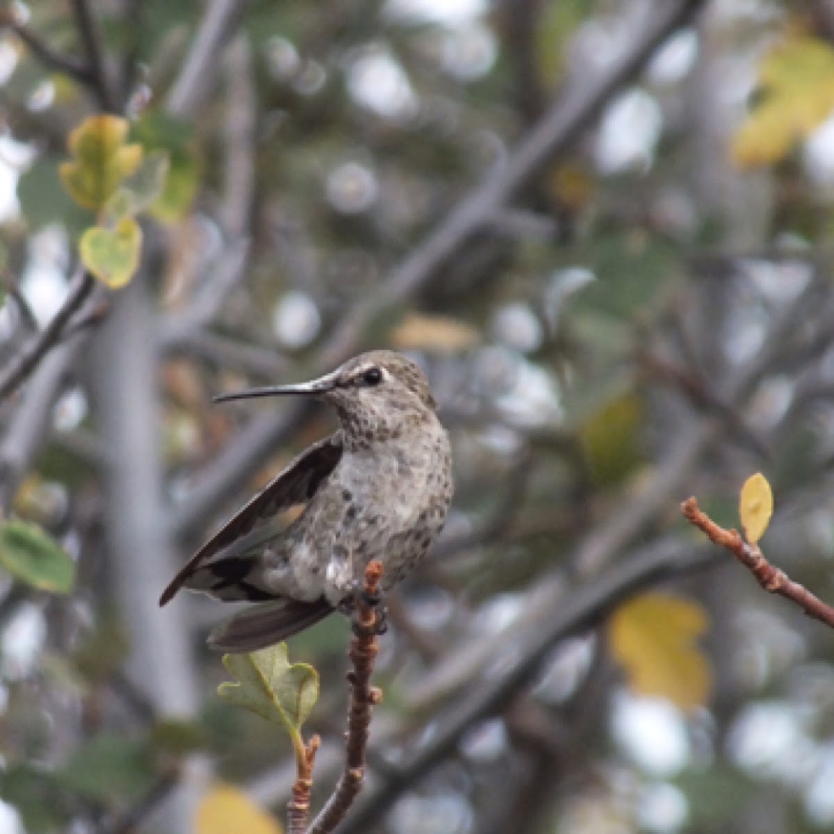 Anna's Hummingbird