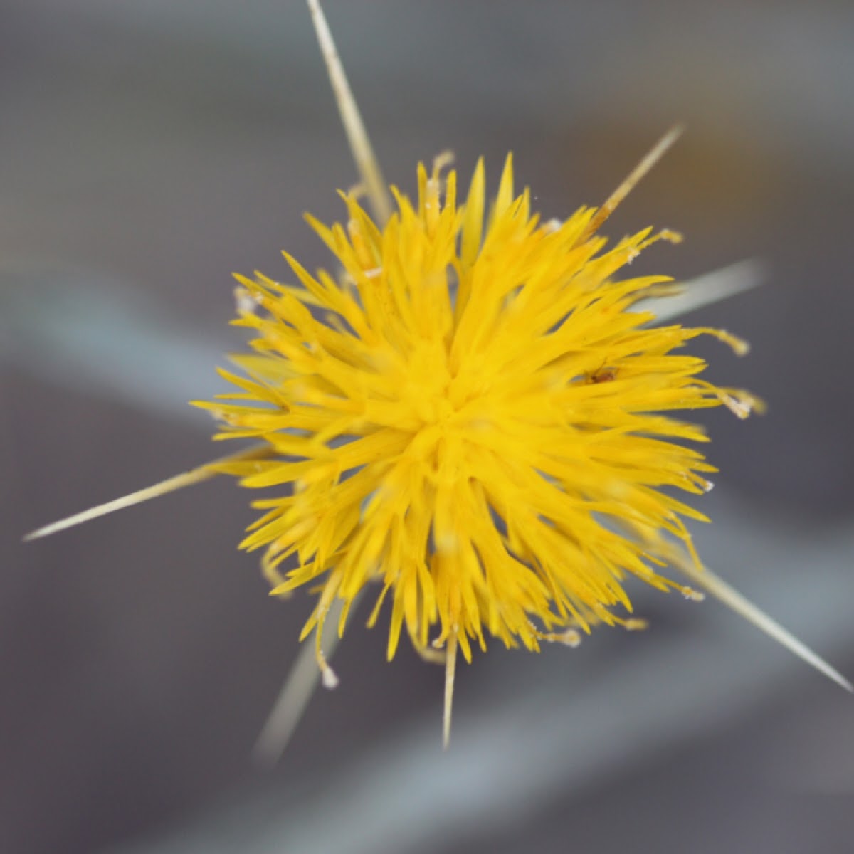 Yellow Star Thistle