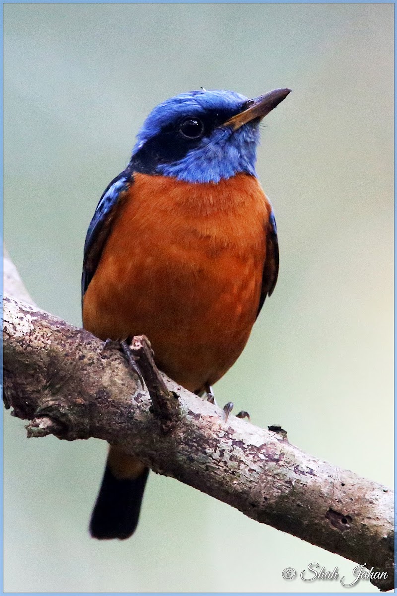 Blue-capped Rockthrush