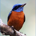 Blue-capped Rockthrush