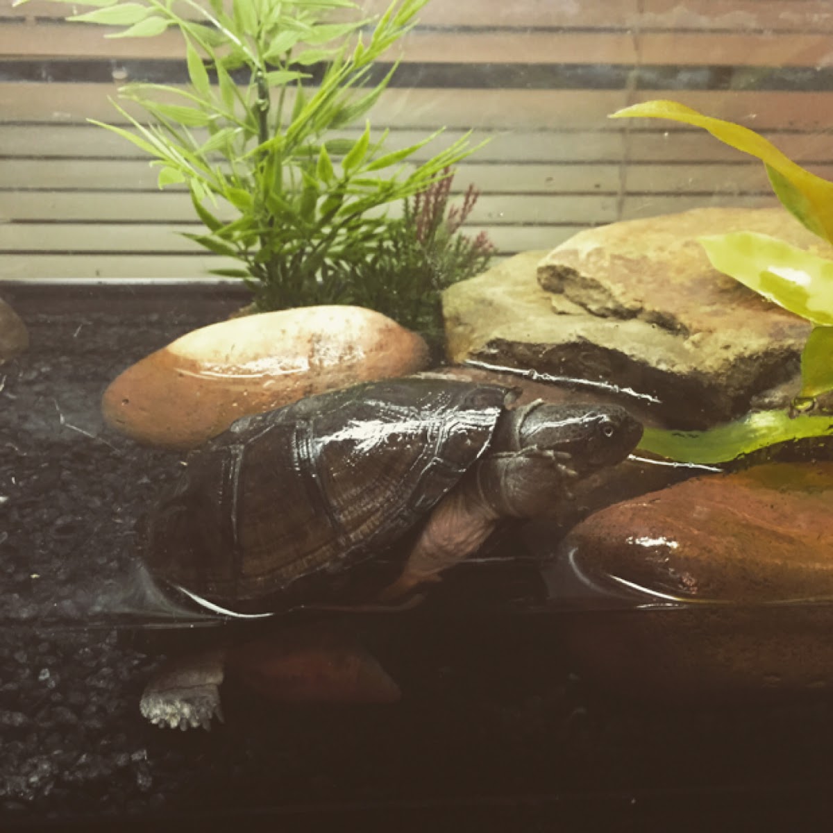 African Sideneck Turtle