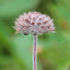 Wild Basil