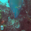 Stoplight Parrotfish (terminal phase)