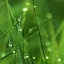 Morning Dew Grass Wallpapers Background Theme