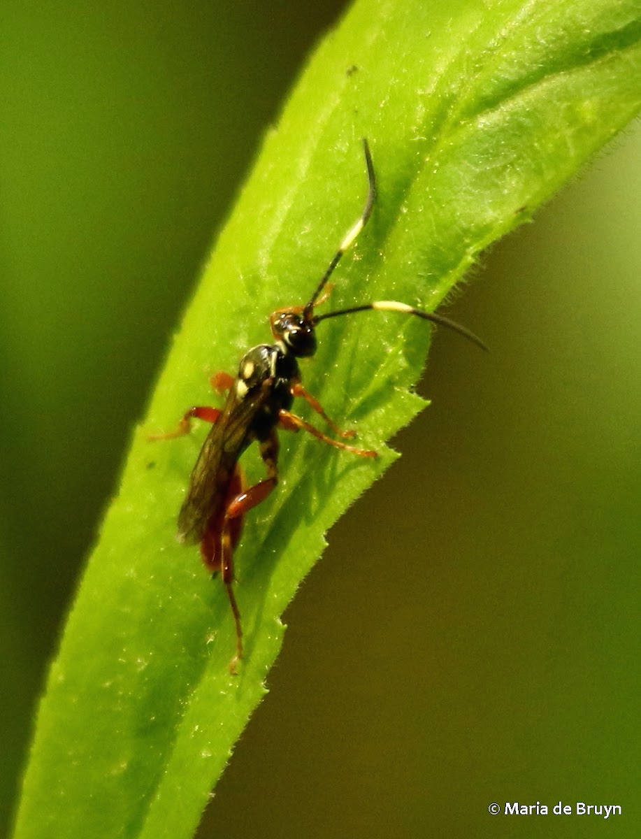 Ichneumon wasp