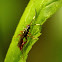 Ichneumon wasp