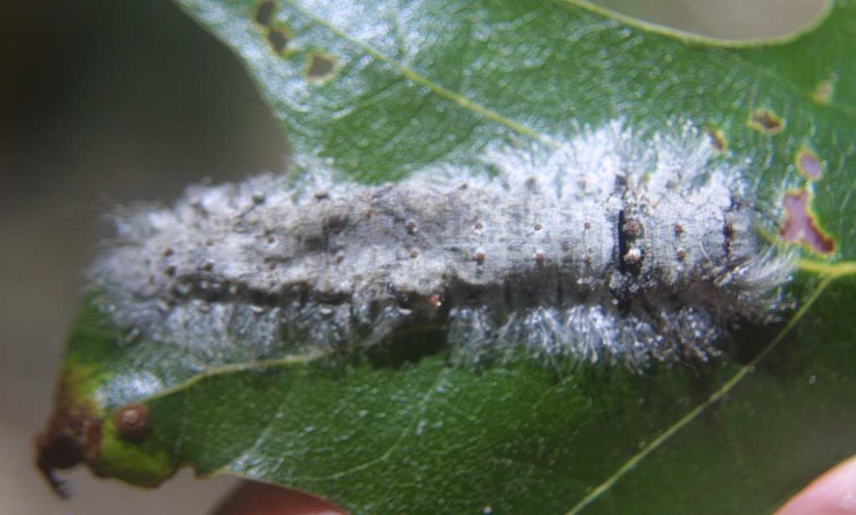 Large Tolype Moth