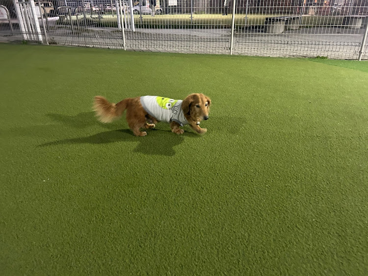 レンジャーの愛犬は老犬・ドッグラン・浜松SAに関するカスタム事例の投稿画像4枚目