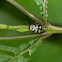 Harlequin leaf beetle