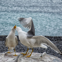 L'amore è....  di 