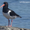 Eurasian Oystercatcher