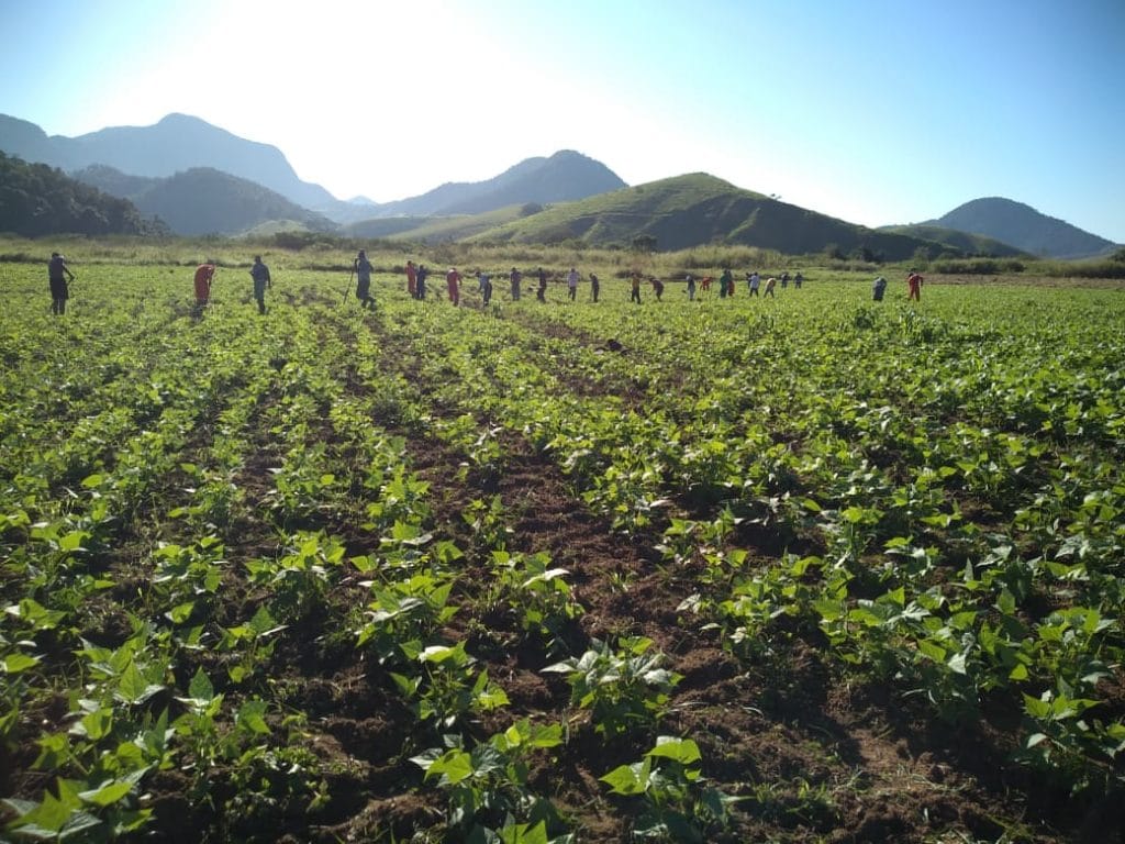 Colheita da produção que seria destinada às cestas da Feira Estadual da Reforma Agrária Cícero Guedes em 2020 no Rio de Janeiro.