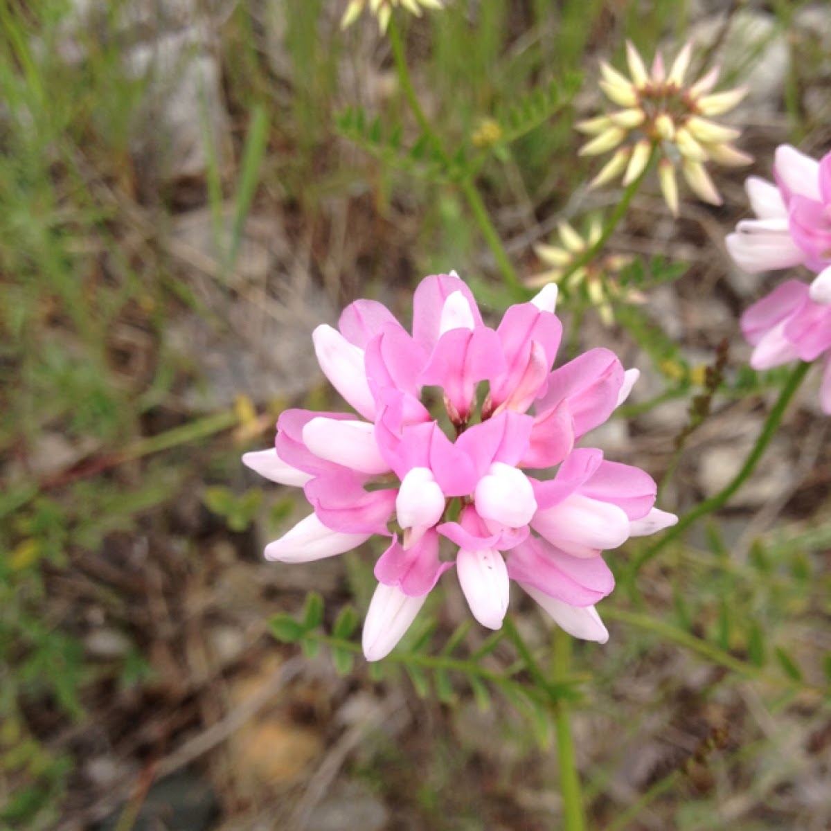 Crown Vetch