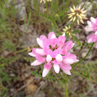 Crown Vetch