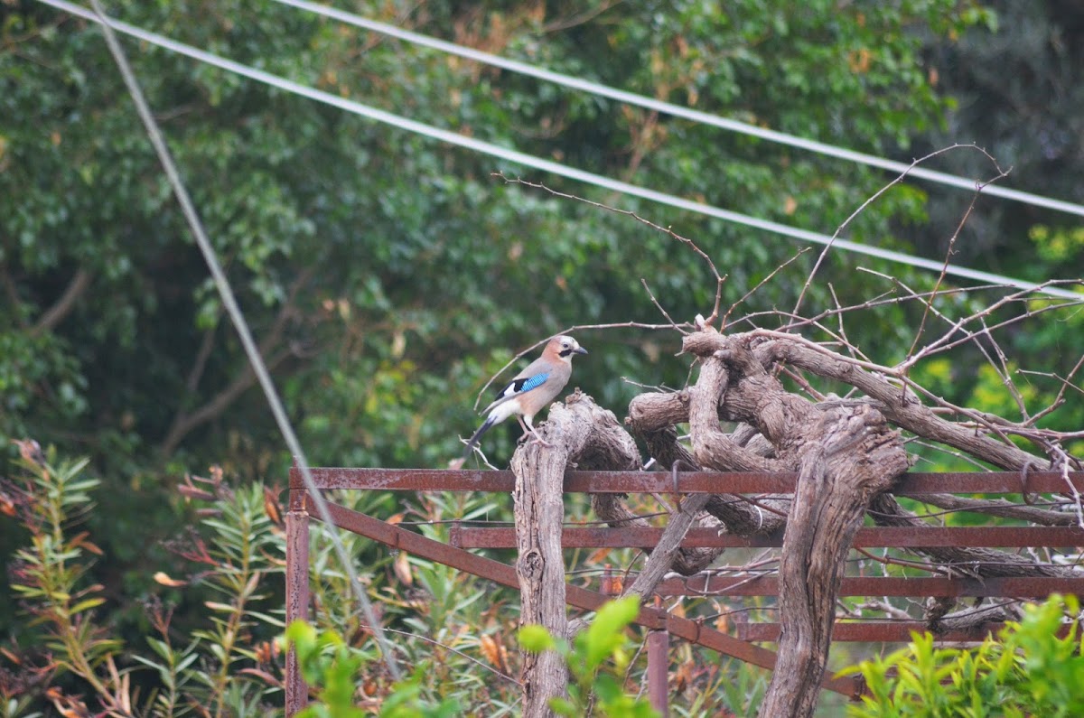 Eurasian jay