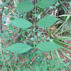 Rough-leaved dogwood