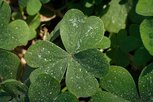 Oxalis articulata