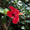 Chinese hibiscus, China rose, Hawaiian hibiscus, Shoeblackplant