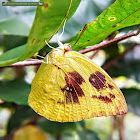 Lemon emigrant