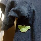 Geometer moth