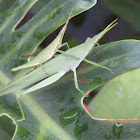 Grasshopper (pair)