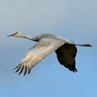 Sandhill Crane