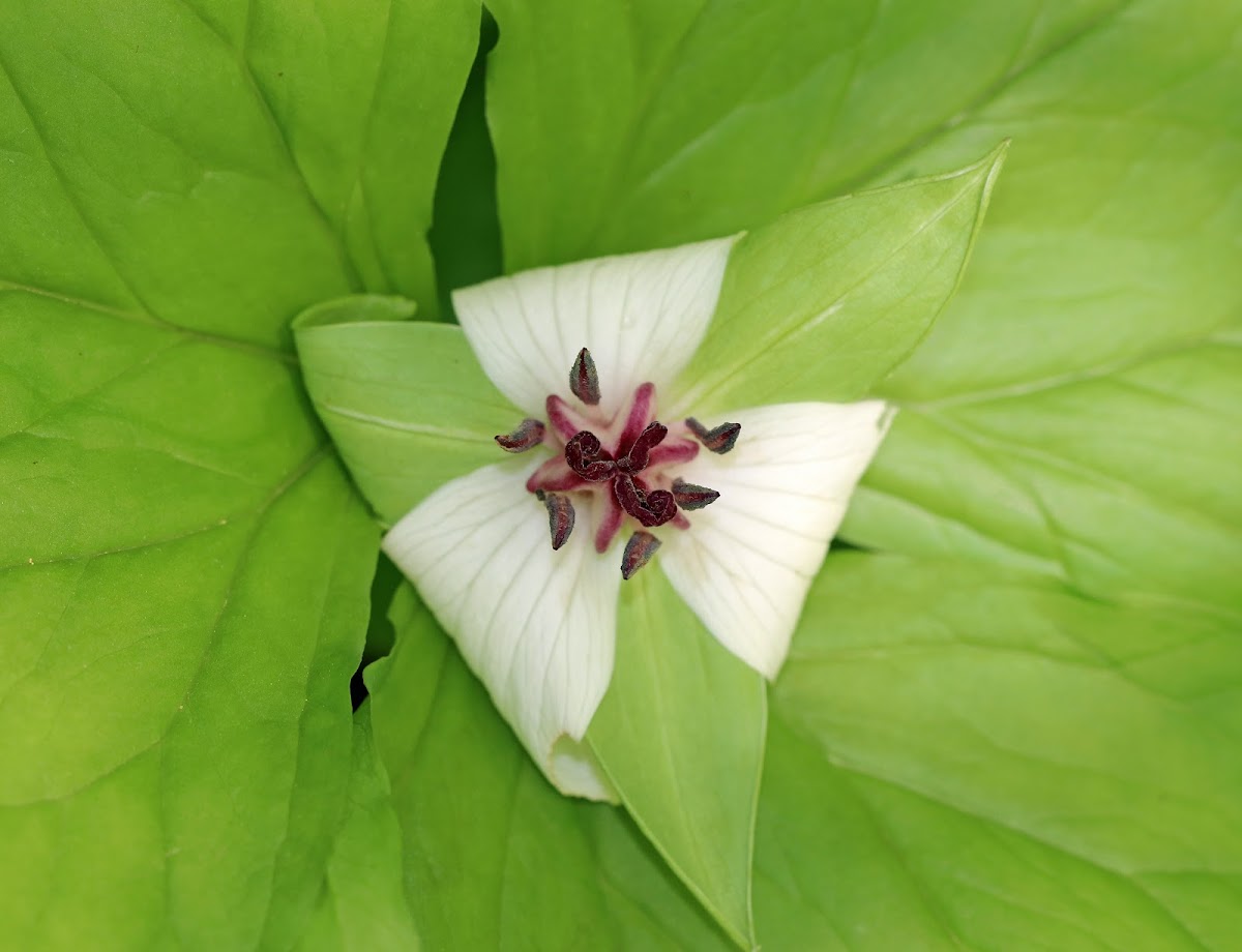 Nodding Trillium