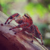 Cardinal Jumping Spider