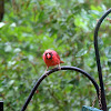 Northern Cardinal