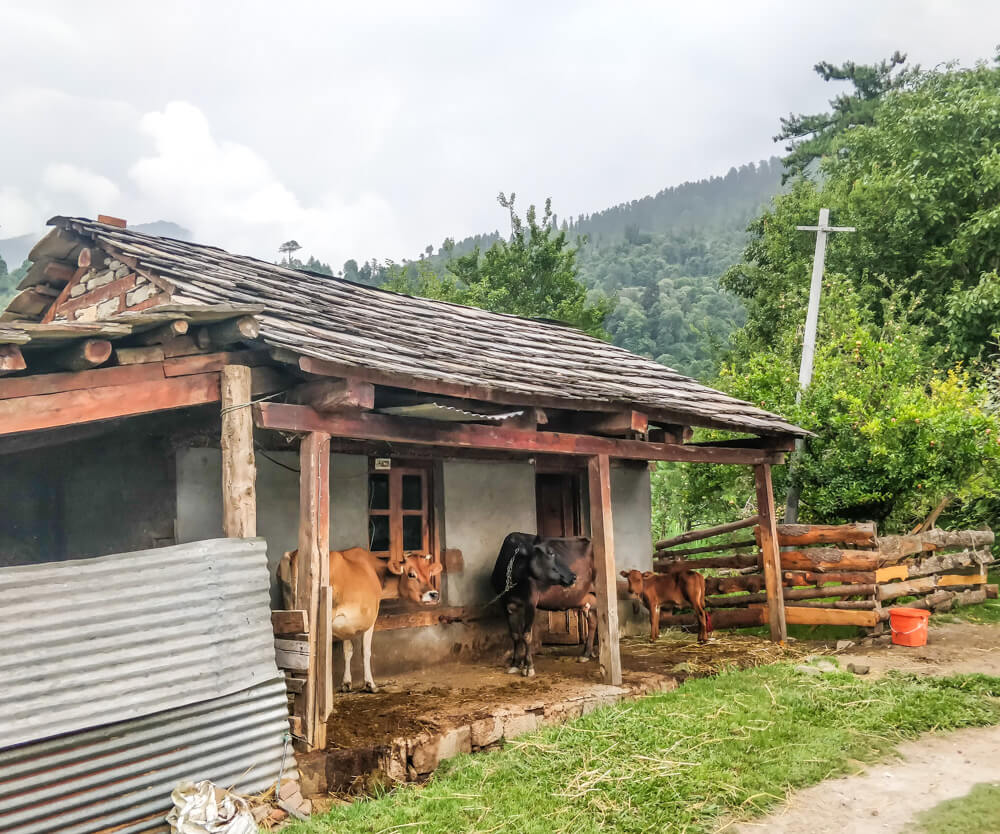 cows naggar manali best Places to visit in Manali in june