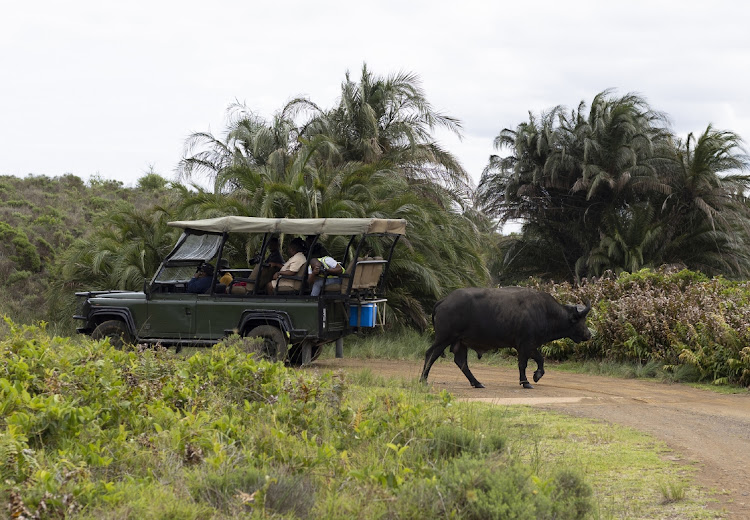 An African buffalo walks past visitors on the eastern shores of Lake St Lucia.