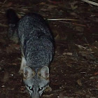 Gray Fox