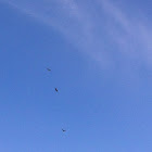 Turkey Vulture/Buzzard