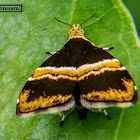 Giwen mulberry moth