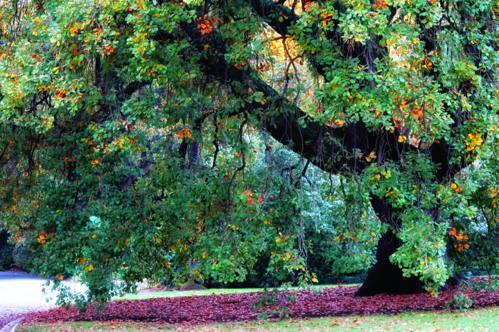 La stagione dell'albero di onelorca