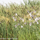 Redshank