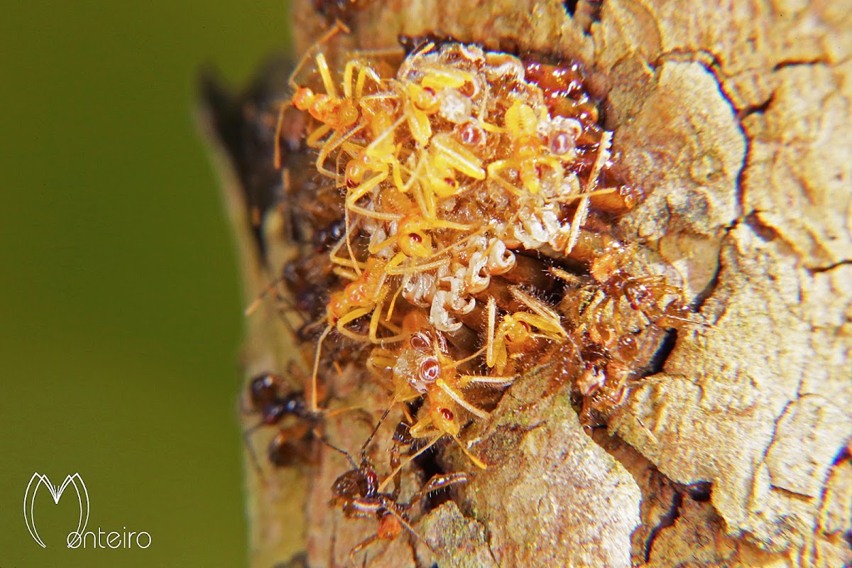 Assassin bug nymphs.