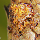 Assassin bug nymphs.