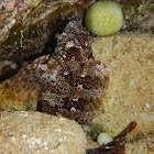 Tompot blenny