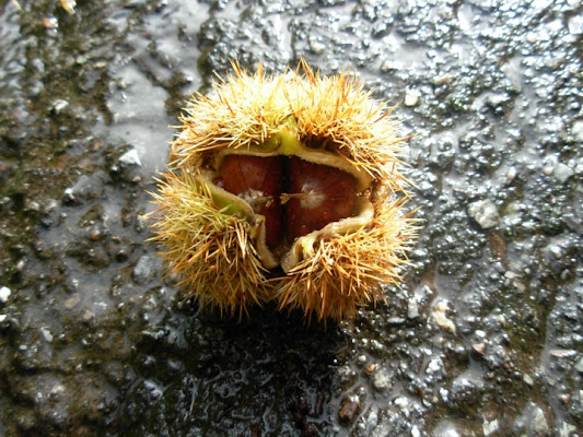 Frutto d'autunno di tukutela