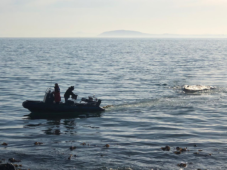 The carcass of a whale being towed out of Table Bay.