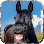 Cover Image of ดาวน์โหลด Laugh Videos Jokes 2019 1.06 APK